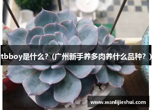 tbboy是什么？(广州新手养多肉养什么品种？)